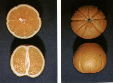 Alanya dilimli........